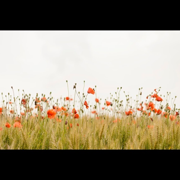 Meet your Posher, Elizabeth - Picture 1 of 1